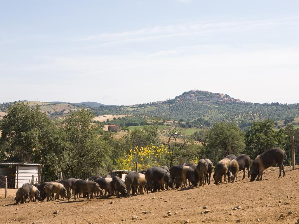 Agriturismo Boschetto Di Montiano Montiano  Εξωτερικό φωτογραφία