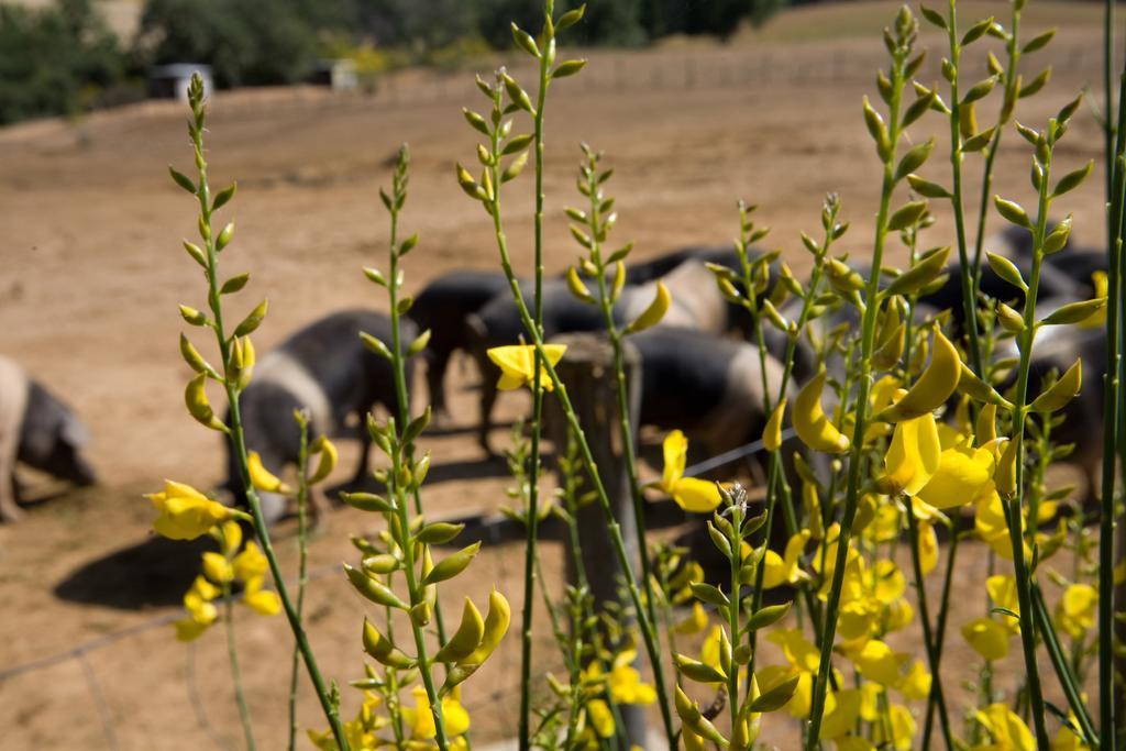 Agriturismo Boschetto Di Montiano Montiano  Εξωτερικό φωτογραφία