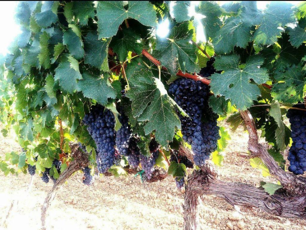 Agriturismo Boschetto Di Montiano Montiano  Εξωτερικό φωτογραφία