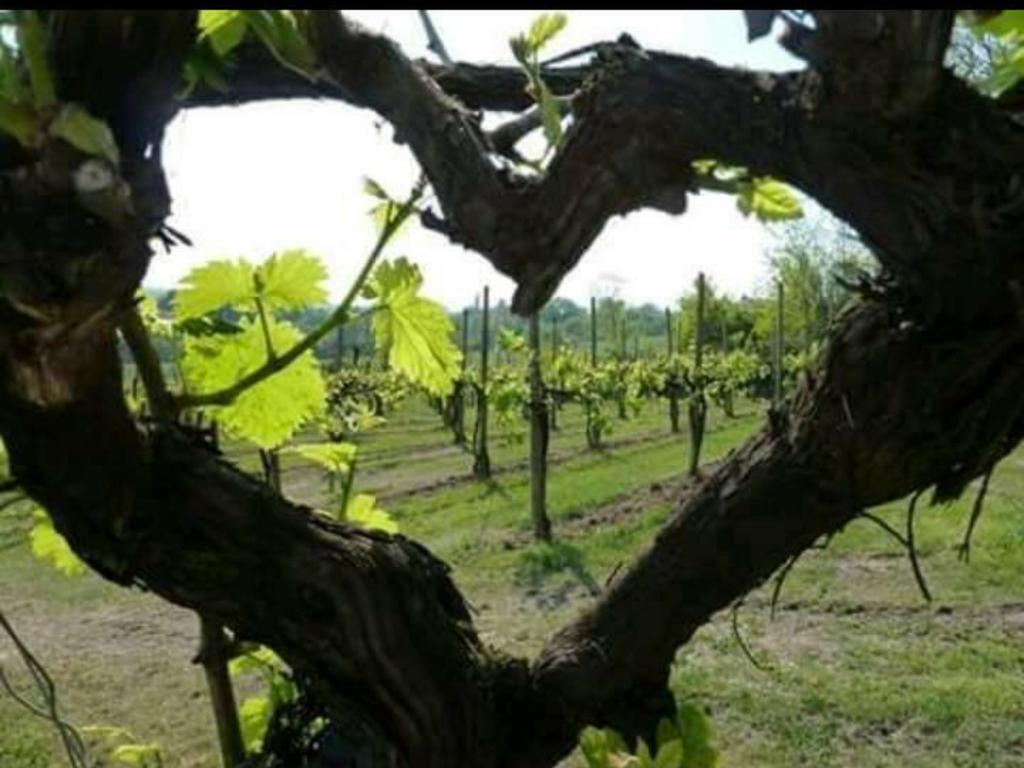 Agriturismo Boschetto Di Montiano Montiano  Εξωτερικό φωτογραφία