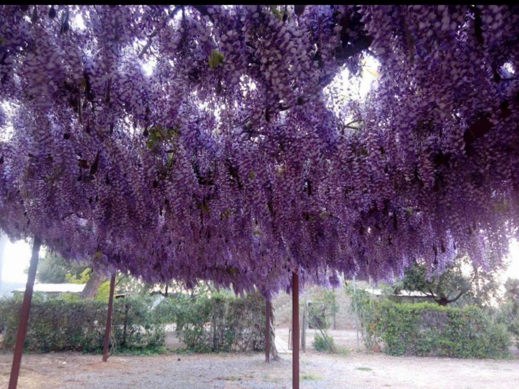 Agriturismo Boschetto Di Montiano Montiano  Εξωτερικό φωτογραφία